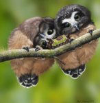 baby_saw_whet_owls_and_saddleback_caterpillar_by_psithyrus-d7h4ruq.jpg