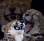 Leopardo riendo.jpg