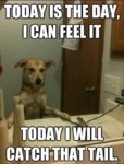 25-Best-Funny-animal-Quotes-and-Funny-Memes-..jpg