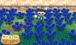 Blue Roses.jpg