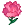 pink_carnation.png