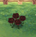 black-rose.jpg