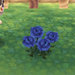 blue-rose.jpg