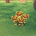 gold-rose.jpg