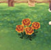 orange-rose.jpg