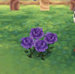 purple-rose.jpg