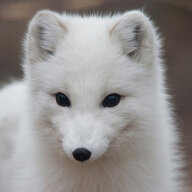 ArcticFox37