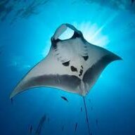 hello_manta