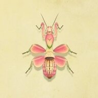 42OrchidMantis