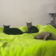 unboiledpeas