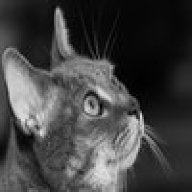 cats_toy