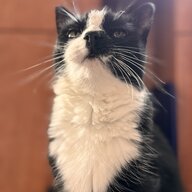 sej