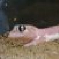 GekkoGeck0