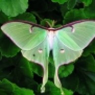 Saturniidae