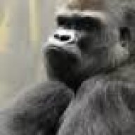 Harambe