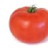 Solanum lycopersicum