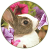 Foxflower