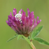 Clover_