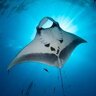 hello_manta