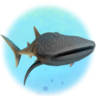 Whale Shark