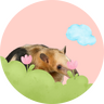 Tamandua
