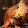 Squirrelville
