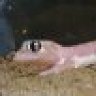 GekkoGeck0