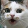 A Cat