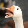 goose