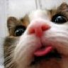 MeowMix
