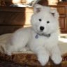 shiba inu