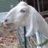 Goat_cat