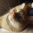 Animalsarelife88