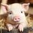 Nottipiglet