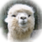 alpacasso