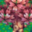 Azerothian.CherryBlossom