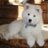 shiba inu