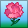 Mother's Day Carnation