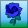 Blue Hybrid Rose