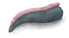 Oarfish5.png